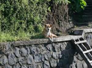 Hondingo88