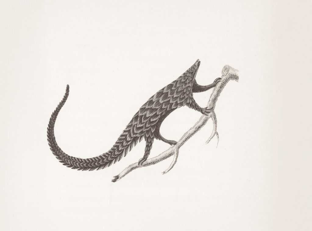 designing creatures nature